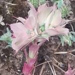Euphorbia falcata Кветка