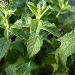 Mentha spicata পাতা