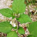 Solanum villosum Leaf