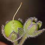 Solanum umbelliferum 果實