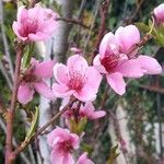 Prunus persica Květ