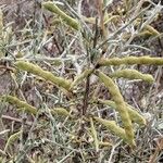 Genista scorpius Fruit