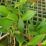 Aeschynanthus micranthus Blatt