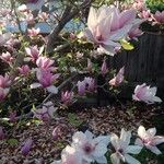 Magnolia x soulangeana Άλλα