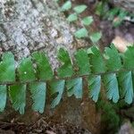 Adiantum caudatum Hoja