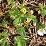 Cerastium fontanum Blad