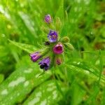 Pulmonaria longifoliaFlower