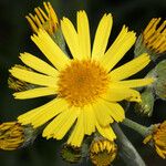 Tephroseris balbisiana Kwiat