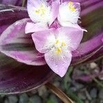 Tradescantia cerinthoides 花