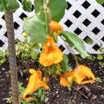 Impatiens capensis Flower