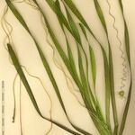 Vallisneria spiralis 整株植物