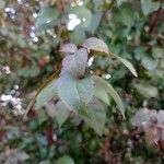 Prunus cerasifera Листок