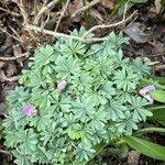 Oxalis adenophylla 叶