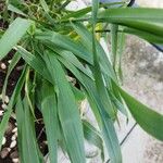 Hordeum vulgare Blad