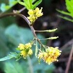 Rorippa palustris Bloem