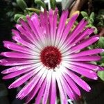 Dorotheanthus bellidiformis Flor