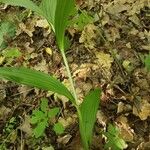 Veratrum lobelianum बार्क (छाल)