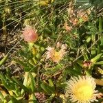 Carpobrotus edulis 花