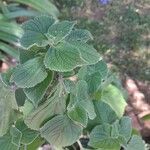 Salvia tiliifolia Flor