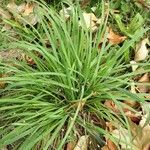 Sisyrinchium angustifolium Folio