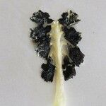 Cyclanthera pedata Frukt