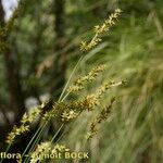 Carex elongata Beste bat