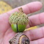 Quercus sapotifolia Fruit