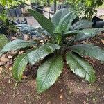 Spathiphyllum wendlandii Hoja