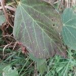 Tilia chinensis Leaf
