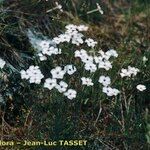 Dianthus arrostoi Habit