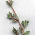 Euphorbia thymifolia Прочее