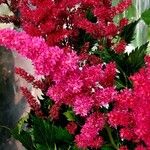 Astilbe japonica 其他