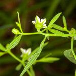 Thesium linophyllon Žievė