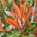 Photinia glabra Blad