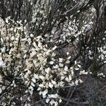 Cytisus multiflorus Flower