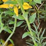 Genista hispanica Fuelha