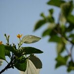 Mussaenda frondosaBlodyn