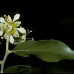 Quillaja saponaria Flower