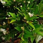 Myrtus communis Frunză