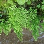 Adiantum capillus-veneris Elinympäristö