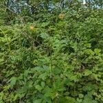 Geum × intermedium Habit