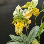 Paphiopedilum venustum Flower
