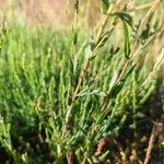 Hypericum linariifolium Bark