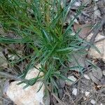 Centaurium quadrifolium Feuille