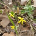 Gagea fragifera 葉