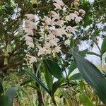 Dendrobium × delicatum Žiedas