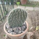 Opuntia leucotricha Blad