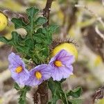 Solanum linnaeanum Кветка