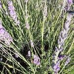 Lavandula angustifoliaFlower