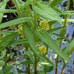 Lysimachia thyrsiflora पत्ता